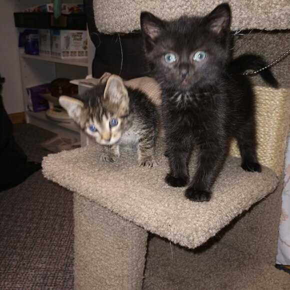 Meet your Posher, Teresa - Picture 5 of 9